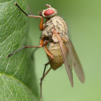 Helina impuncta (Mouche)