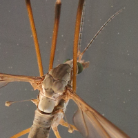 tipula_paludosa2md (Tipula paludosa)
