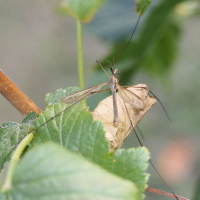 tipula_paludosa3md (Tipula paludosa)