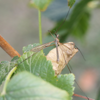 tipula_paludosa3md