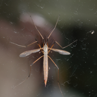 tipula_paludosa4md (Tipula paludosa)