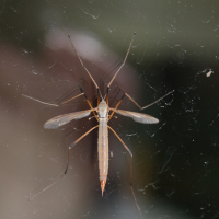 tipula_paludosa4md