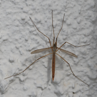 tipula_paludosa5md (Tipula paludosa)
