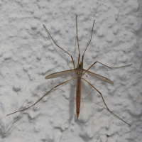 tipula_paludosa5md