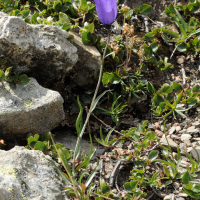 Campanula scheuchzeri ssp . scheuchzeri (Campanule de  Scheuchzer)