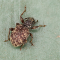 Otiorhynchus crataegi (Otiorhynque de l'aubépine, Charançon)