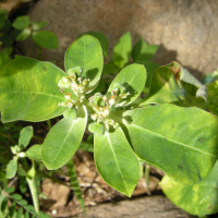 euphorbia_heterophylla5md