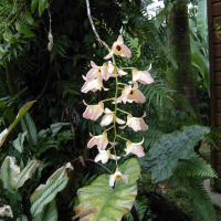 dendrobium_moschatum2md