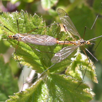 Nephrotoma submaculosa (Tipule, Cousin)