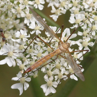 tipula_lunata2bd