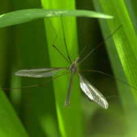 tipula_oleracea2md