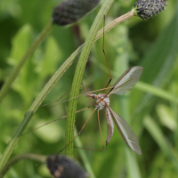 tipula_oleracea5bd