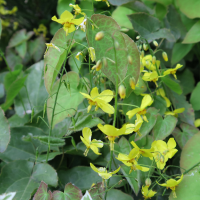 Epimedium pinnatum (Fleur des Elfes)
