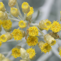 helichrysum_heldreichii2md