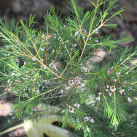 Chamelaucium uncinatum (Fleur de cire de Geraldton)