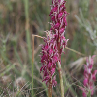 anacamptis_fragrans6bd (Anacamptis fragrans)