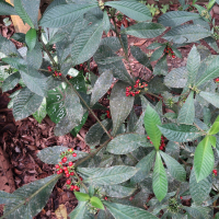 psychotria_psychotriifolia1md