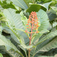 Rubiaceae guianensis ('Cafecillo')