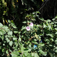 ipomoea_carnea1md