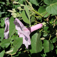 ipomoea_carnea2md