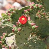 opuntia_elatior5bd