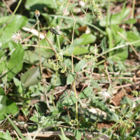 euphorbia_hyssopifolia1md