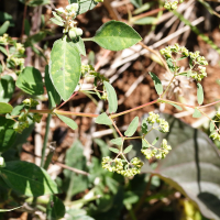 euphorbia_hyssopifolia2md (Euphorbia hyssopifolia)