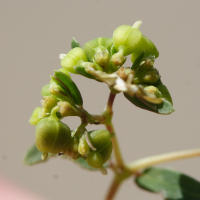 Euphorbia hyssopifolia (Euphorbe)