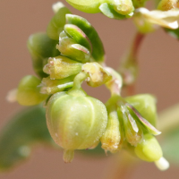 euphorbia_hyssopifolia4md (Euphorbia hyssopifolia)