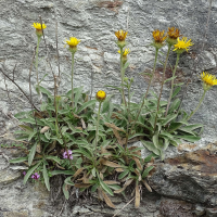 inula_montana3mv