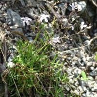 gypsophila_repens5mv