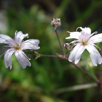 gypsophila_repens6mv