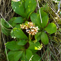 primula_hirsuta5mv