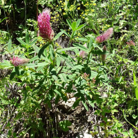 trifolium_rubens5mv (Trifolium rubens)
