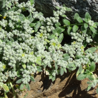 Herniaria incana (Herniaire blanchâtre)