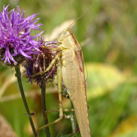 tettigonia_viridissima7mv