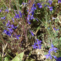 delphinium_consolida_consolida1mv