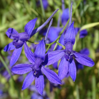 delphinium_consolida_consolida2mv ( consolida ssp. consolida)