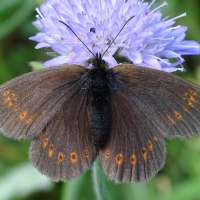 erebia_alberganus2mv (Erebia alberganus)