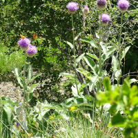 rhaponticum_heleniifolium_heleniifolium6mv