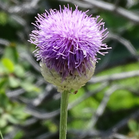 rhaponticum_heleniifolium_heleniifolium7mv