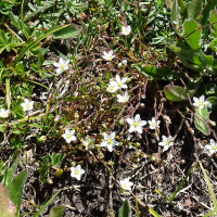 Minuartia verna (Minuartie printannière, Alsine calaminaire)