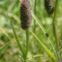 Phleum alpinum (Fléole des Alpes, Phléole des Alpes)