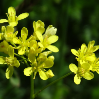 biscutella_laevigata5mv (Biscutella laevigata)