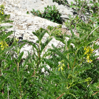 Astragalus penduliflorus (Astragale à fleurs pendantes)