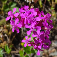 atocion_armeria4mv (Atocion armeria)