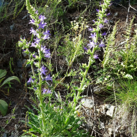 campanula_spicata3mv (Campanula spicata)