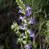 campanula_spicata4mv (Campanula spicata)