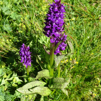 Dactylorhiza majalis ssp. alpestris (Orchis alpestre)