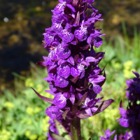 dactylorhiza_majalis_alpestris2mv (Dactylorhiza majalis ssp. alpestris)